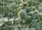 Сетка для поддержки растений Tenax Ортинет (1,7х1000 м) (фото 6)
