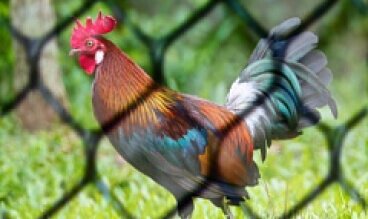 Сетки для ограждения животных и птиц